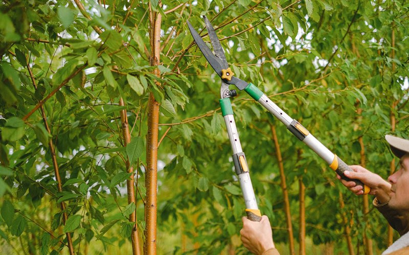 Tree trimming in Grayland, WA